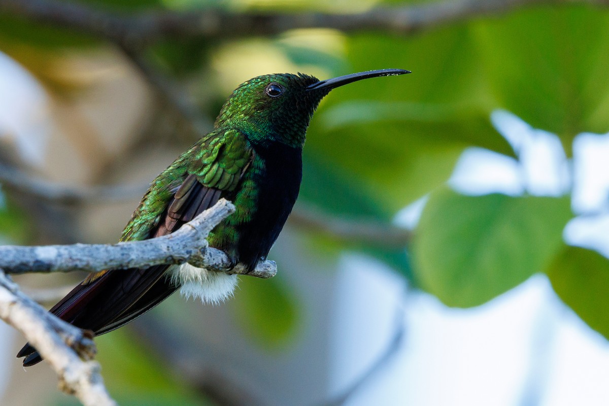 Hispaniolan Mango - ML644519332