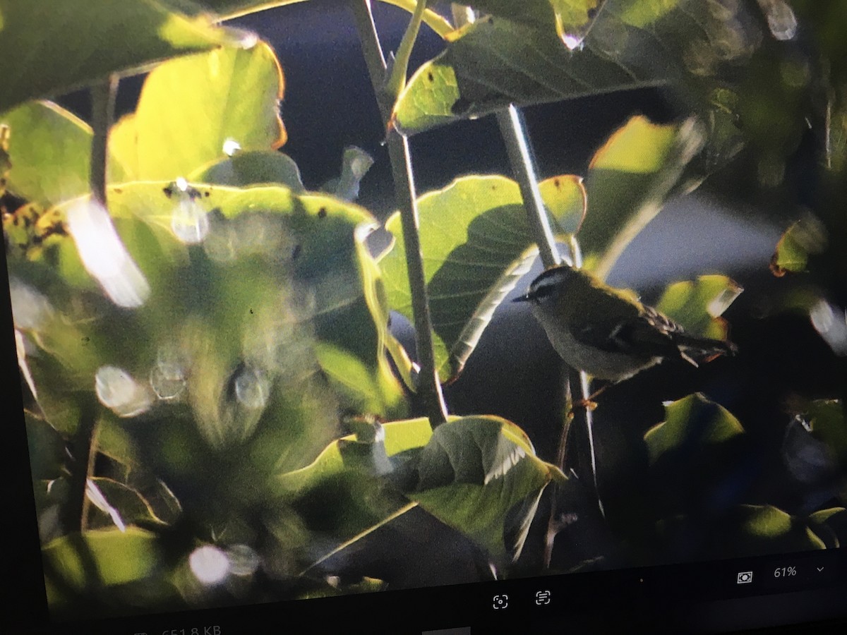 Common Firecrest - ML644519341