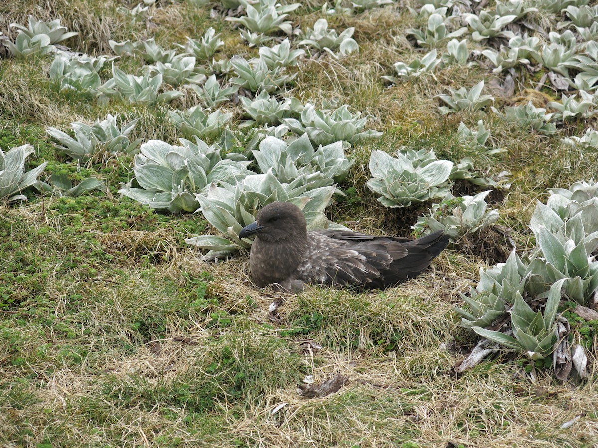 Brown Skua - ML644519343