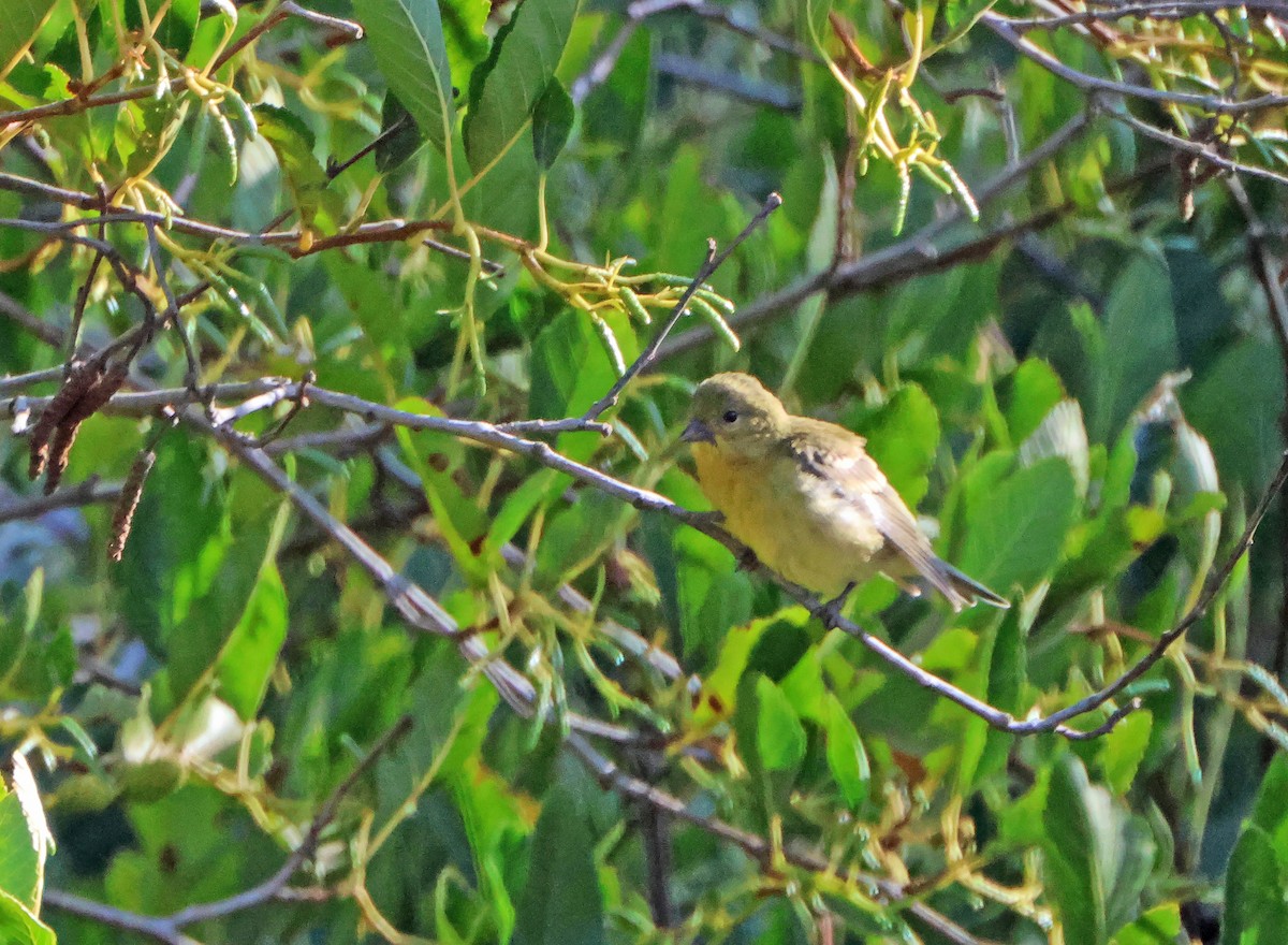 Lazuli Bunting - ML644519345