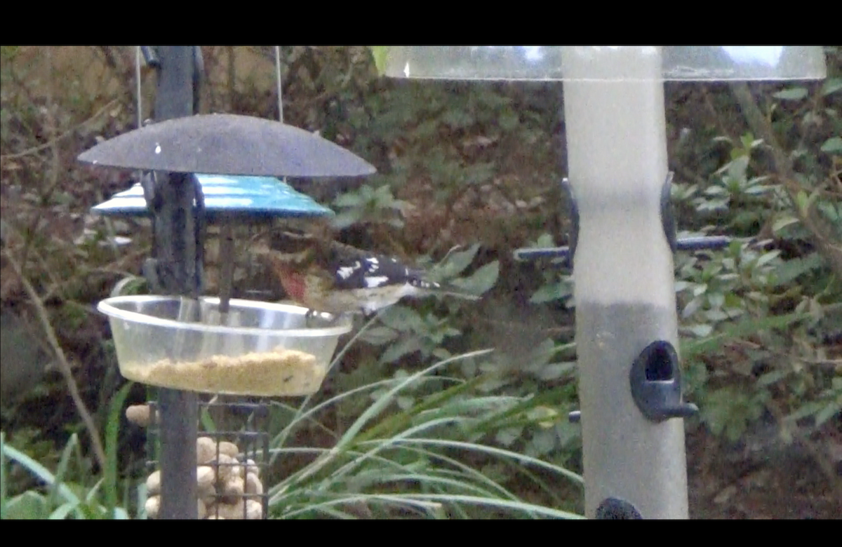 Rose-breasted Grosbeak - ML644519347