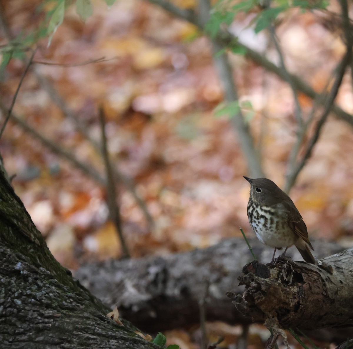 Grive solitaire - ML644519349