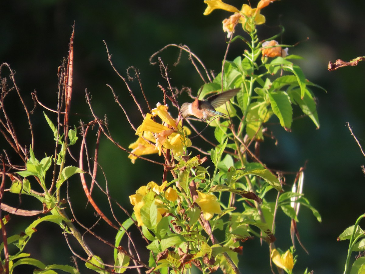 Colibri des Bahamas - ML644519351