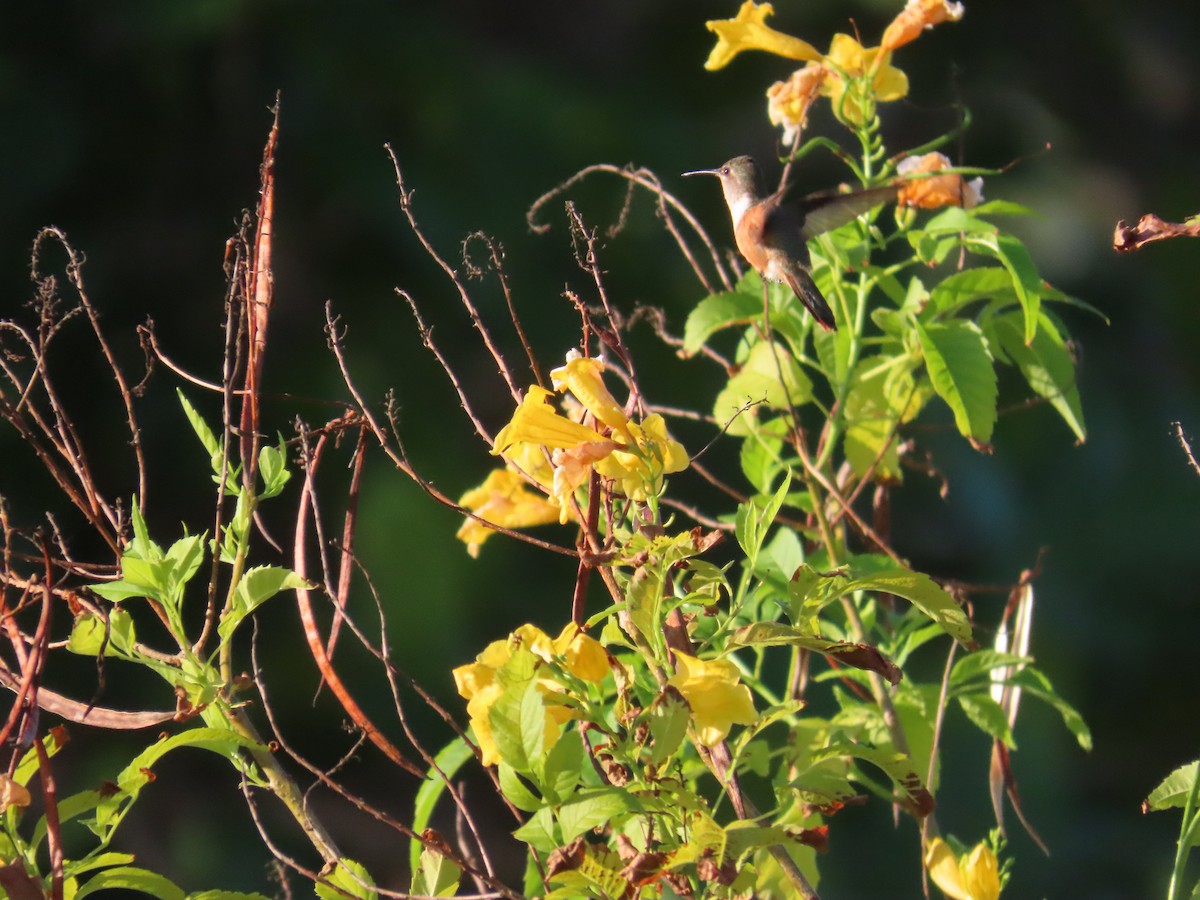 Colibri des Bahamas - ML644519353