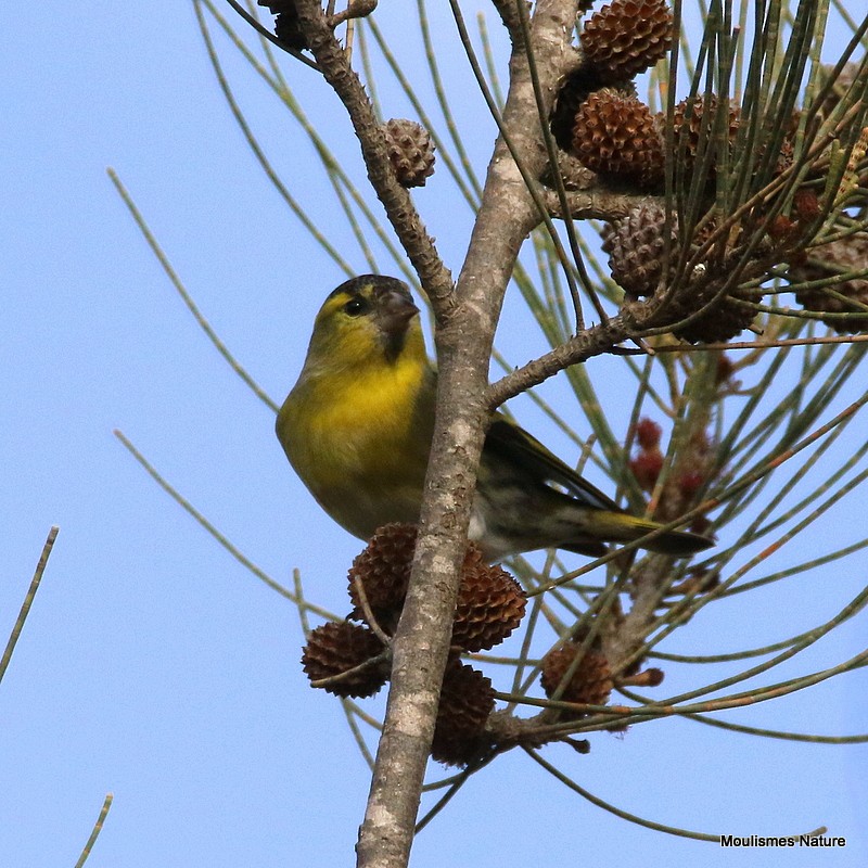 Эгэл ногоолзой - ML644519362