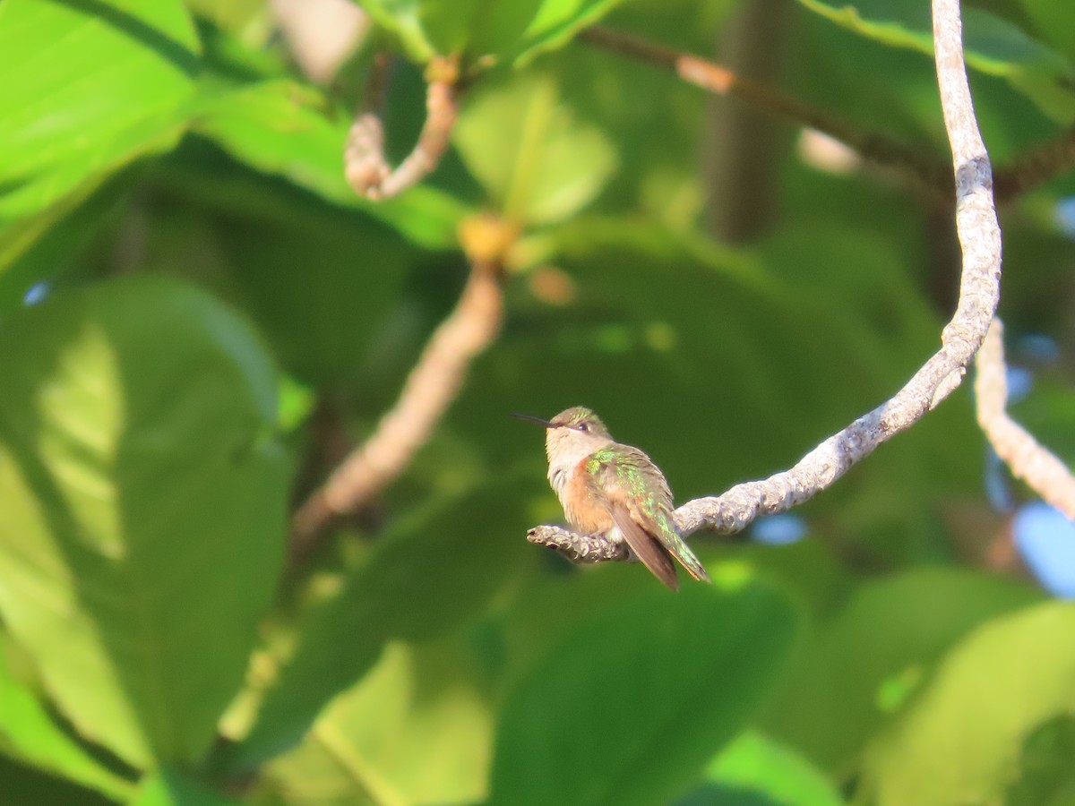 Colibri des Bahamas - ML644519363