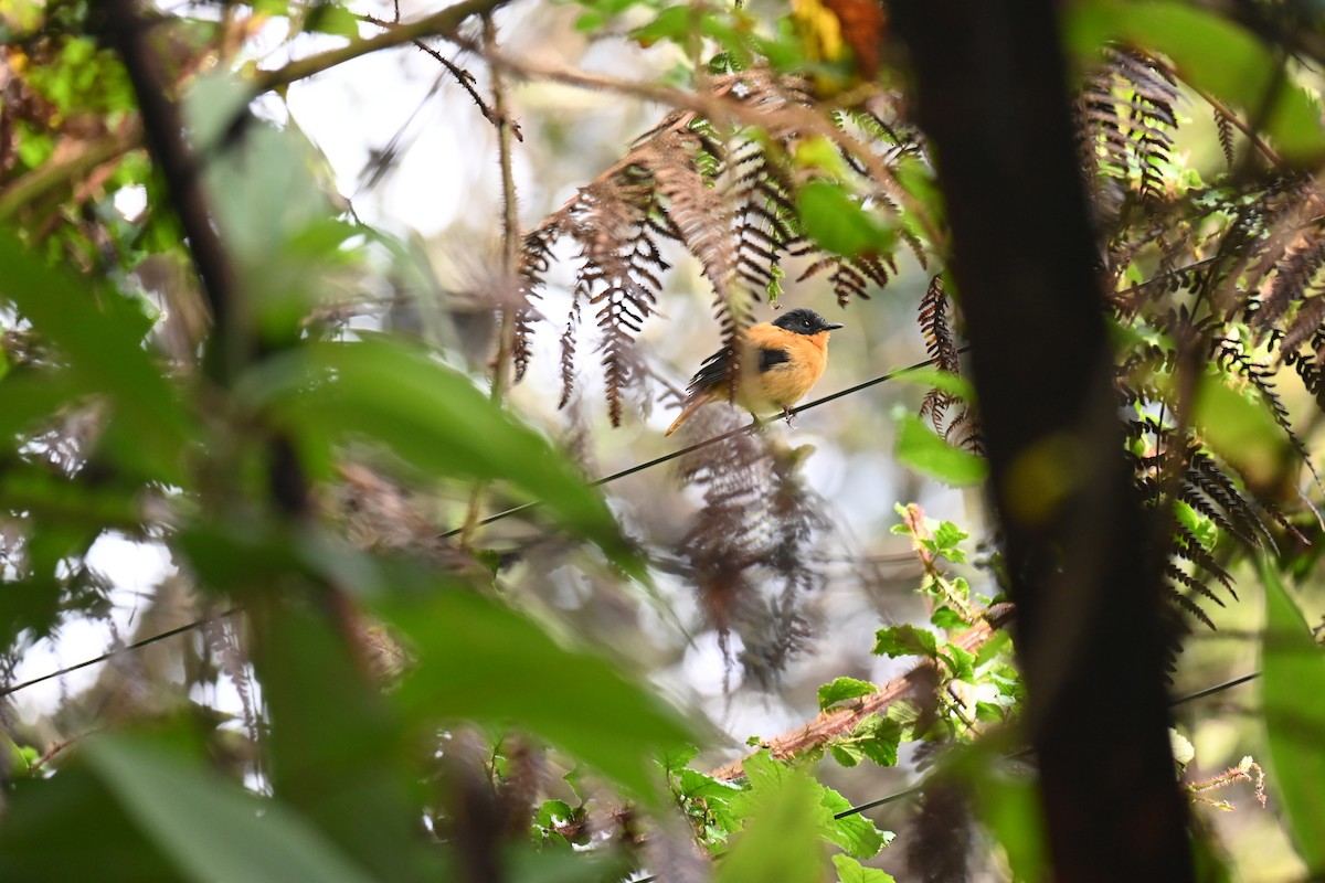 Black-and-orange Flycatcher - ML644519365