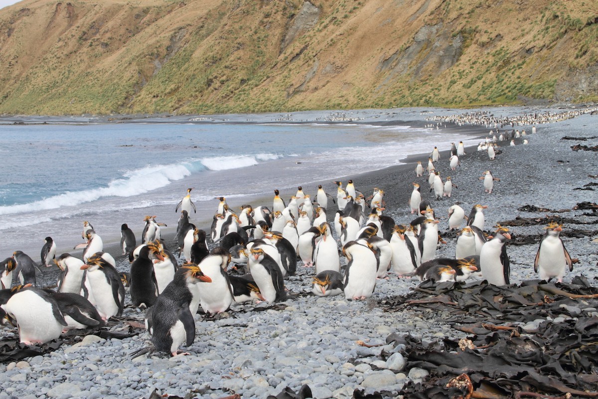 Royal Penguin - ML644519373