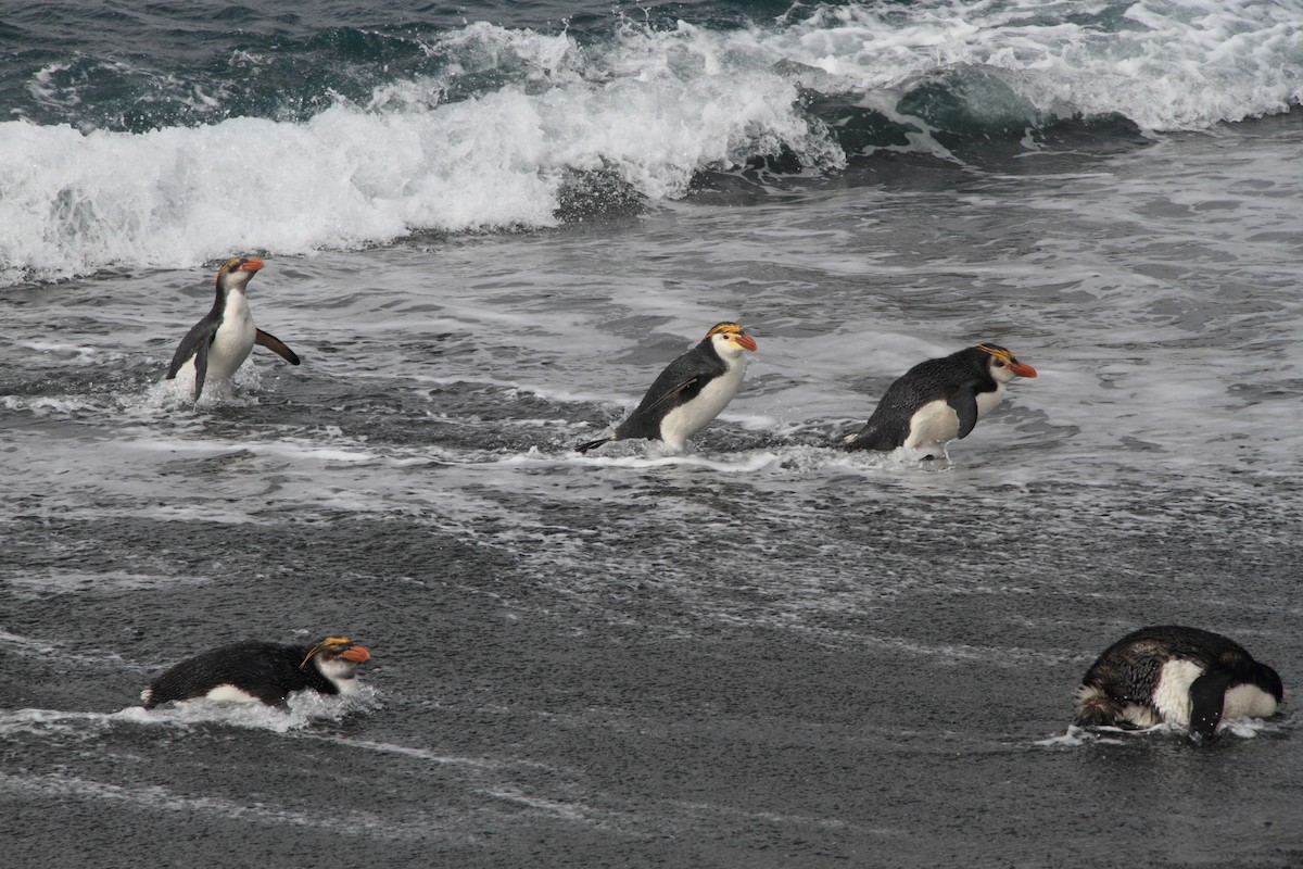 Royal Penguin - ML644519374