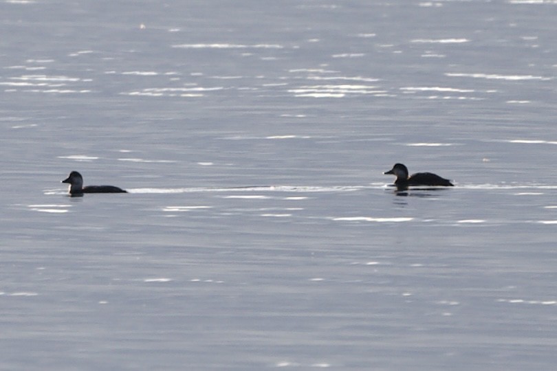 Black Scoter - ML644519376