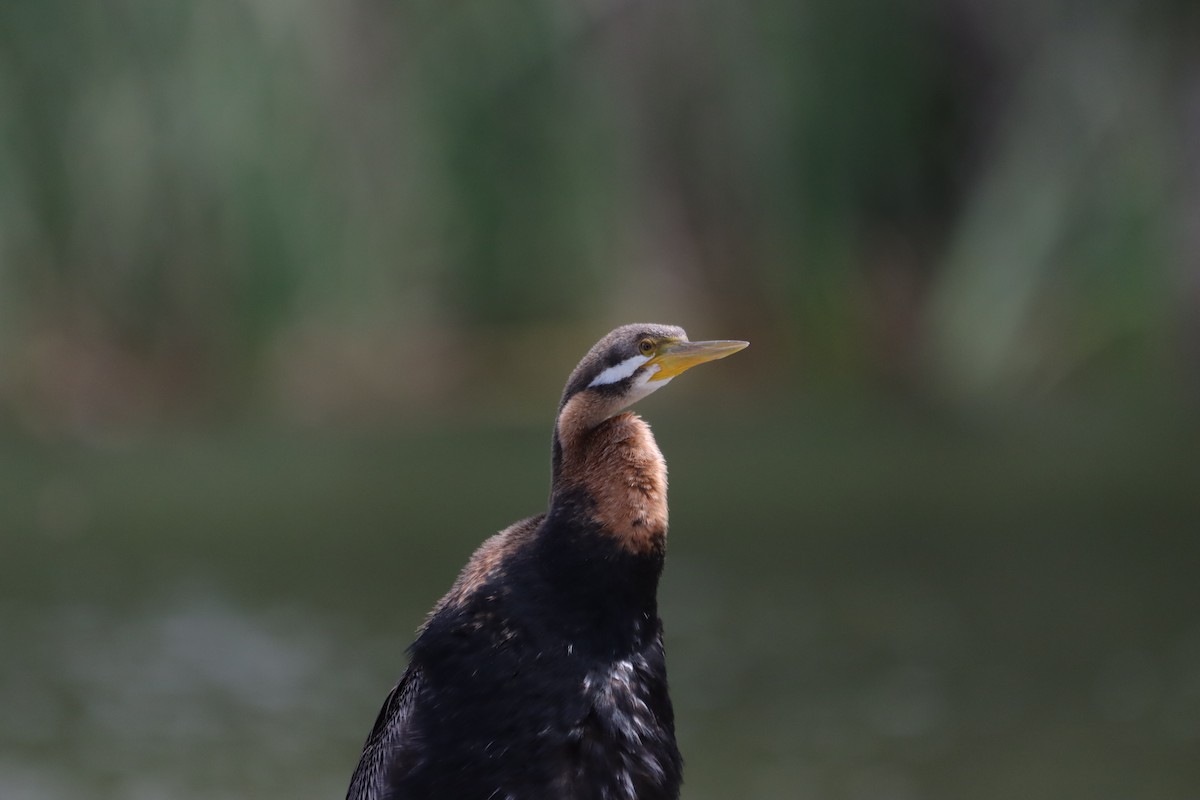 オーストラリアヘビウ - ML644519377