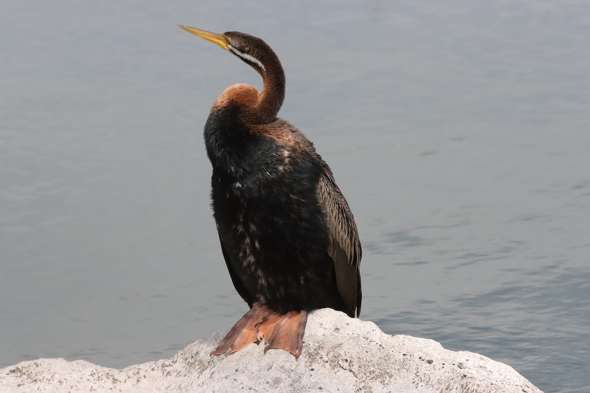 オーストラリアヘビウ - ML644519378