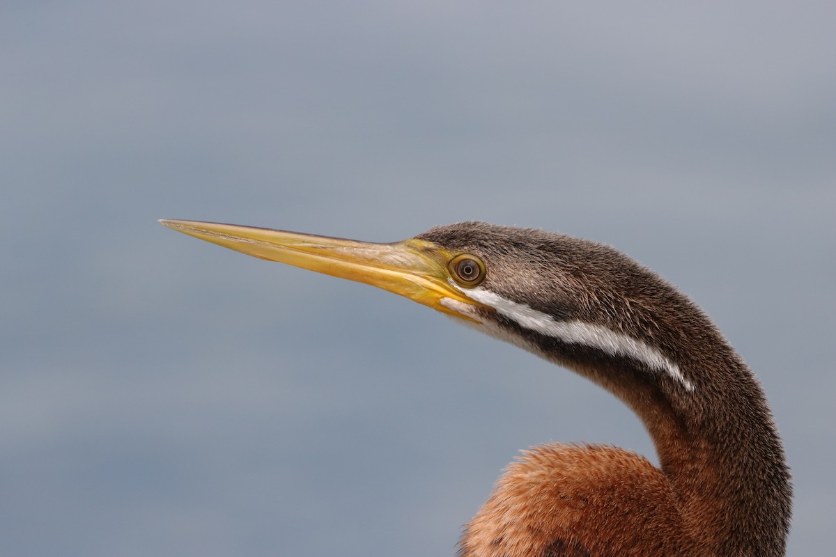 オーストラリアヘビウ - ML644519379