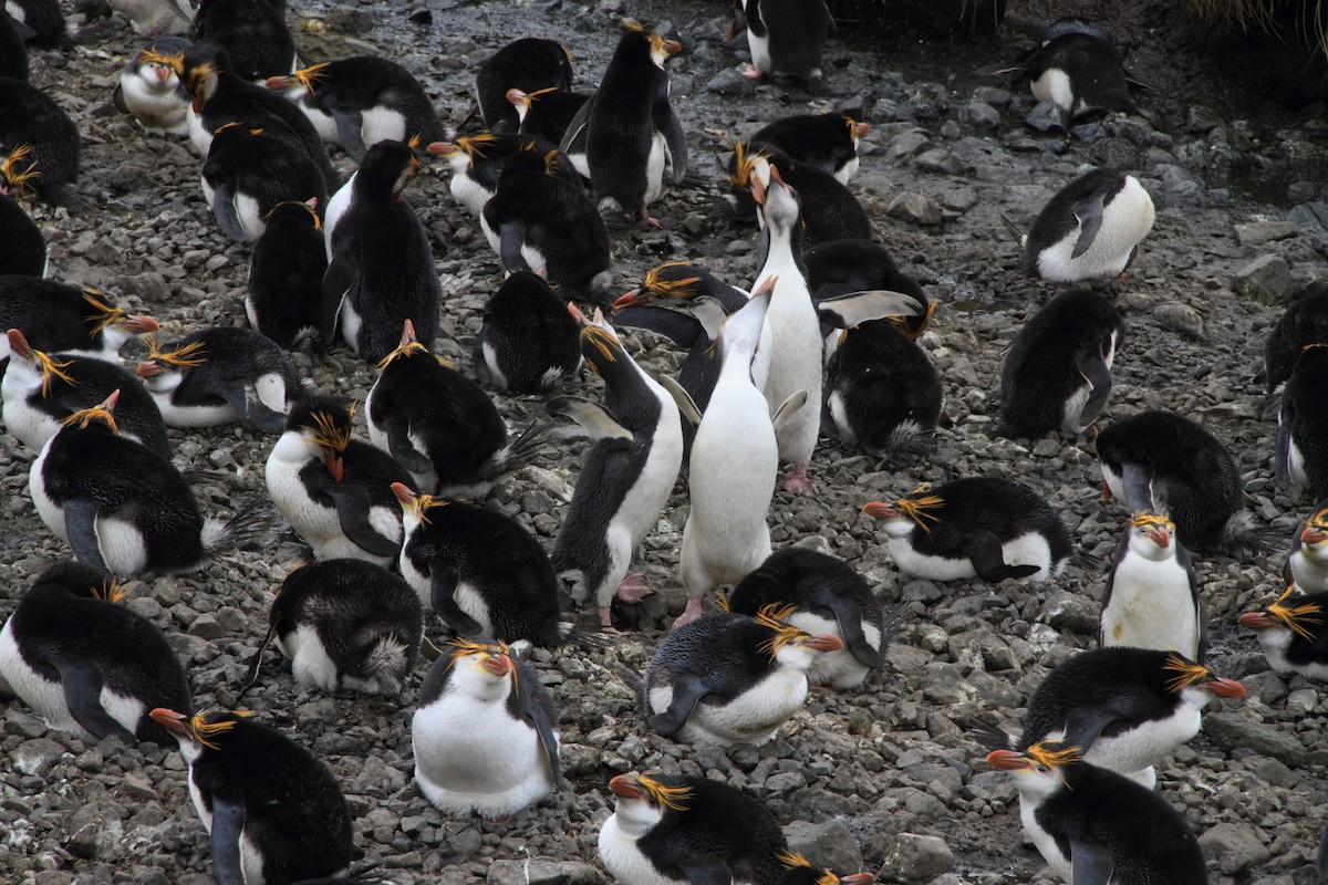 Royal Penguin - ML644519384