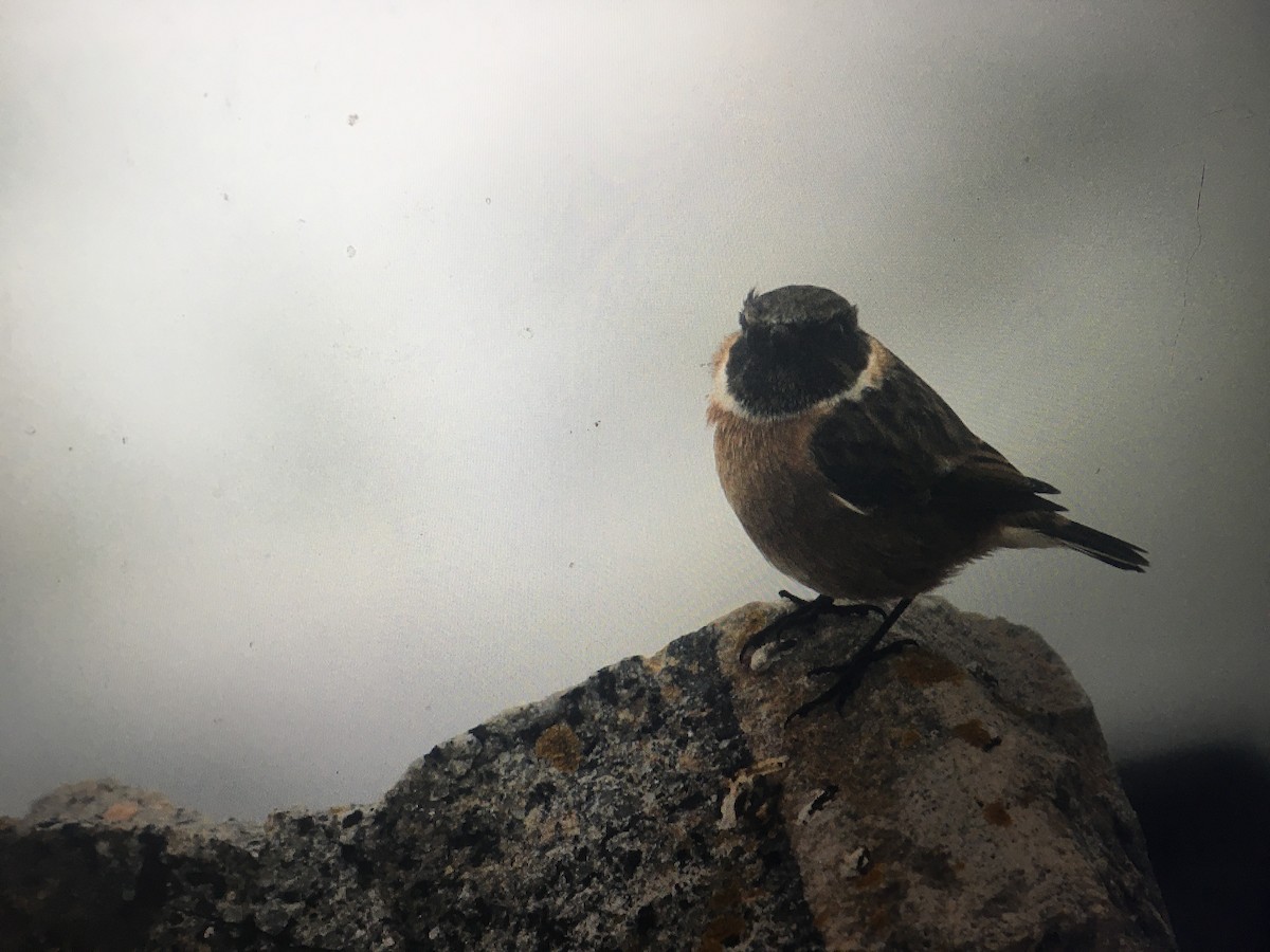 European Stonechat - ML644519385