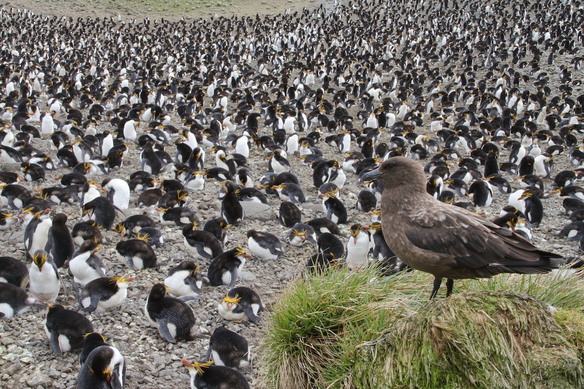 Brown Skua - ML644519387