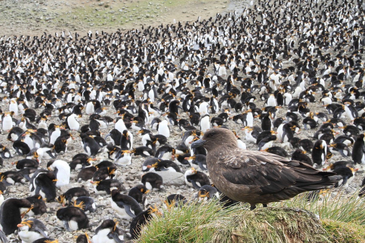 Brown Skua - ML644519388