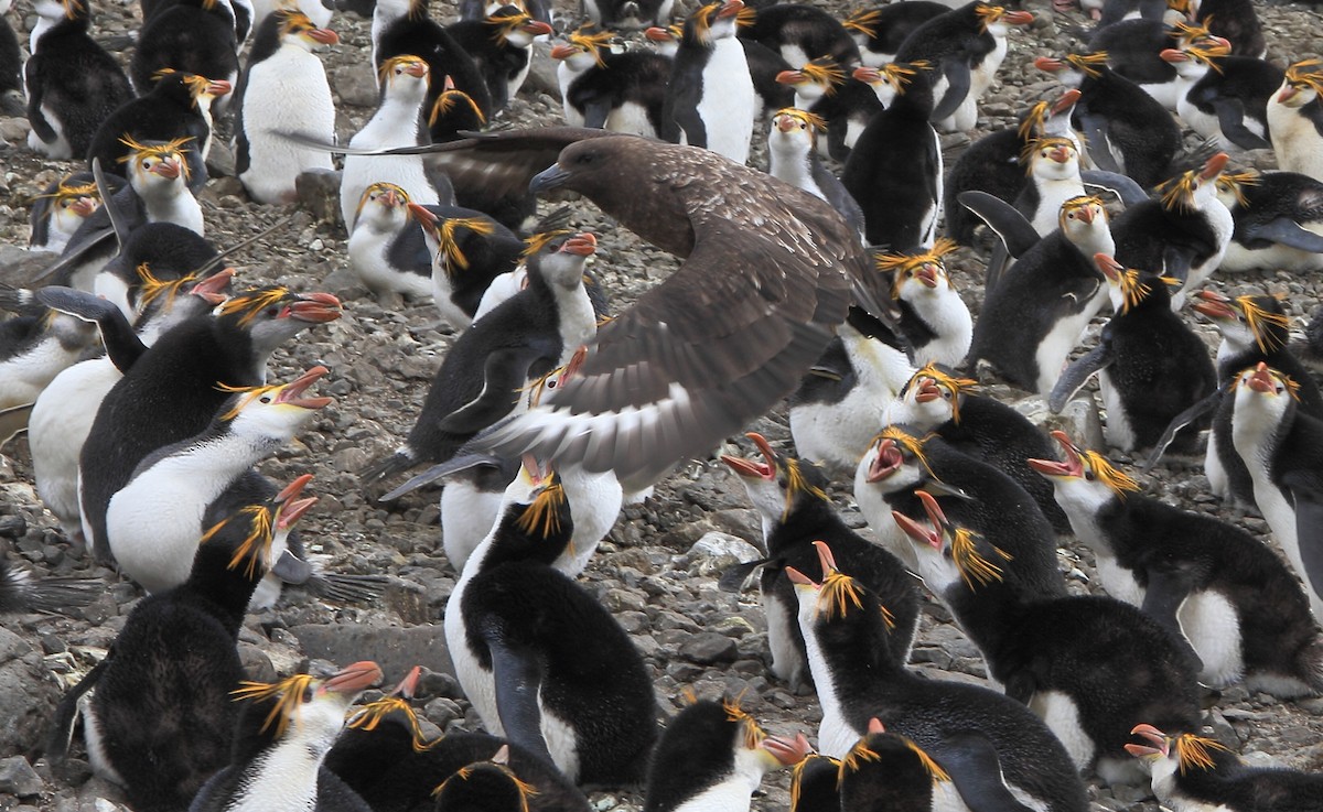 Brown Skua - ML644519390