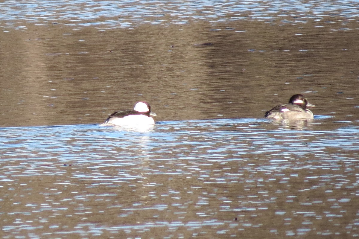 Bufflehead - ML644519392