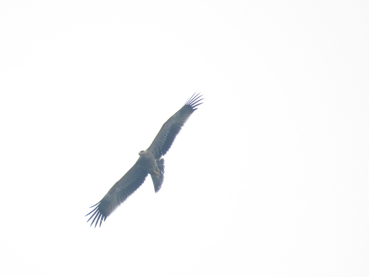 Imperial Eagle - ML644519405