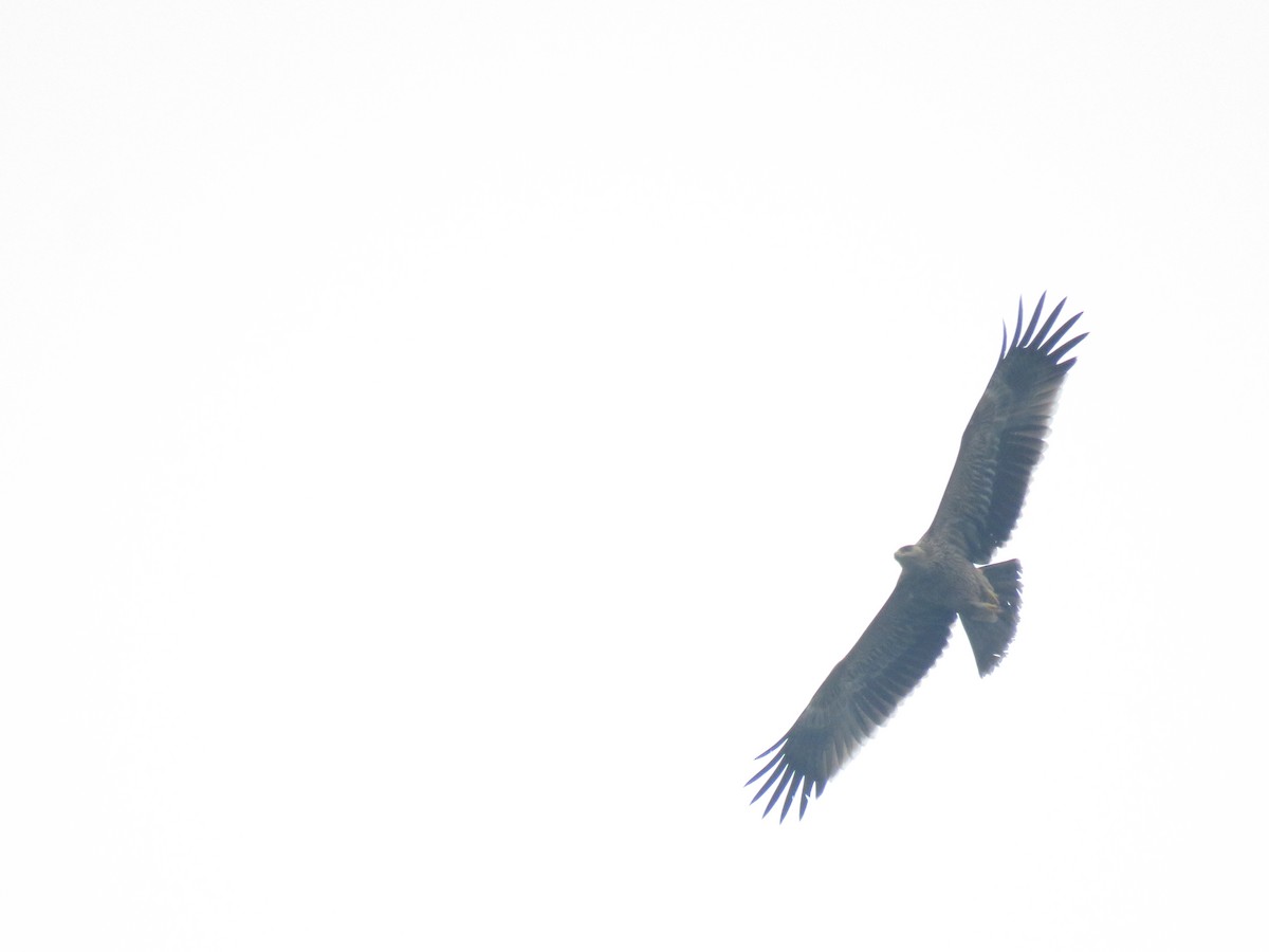 Imperial Eagle - ML644519406