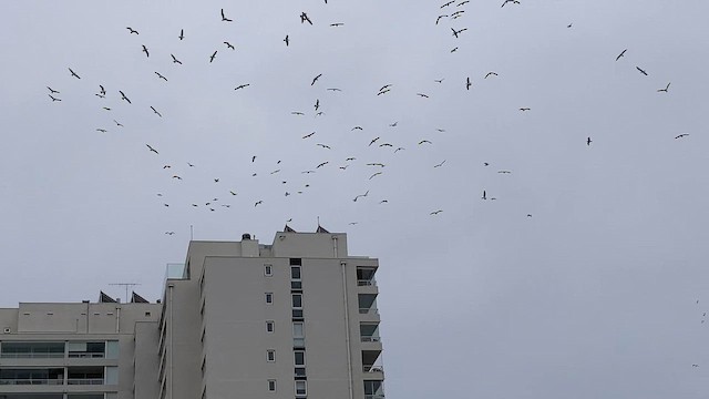 racek jižní (ssp. dominicanus) - ML644519408