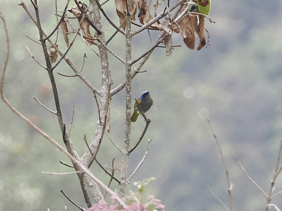 Blue-capped Tanager - ML644519415