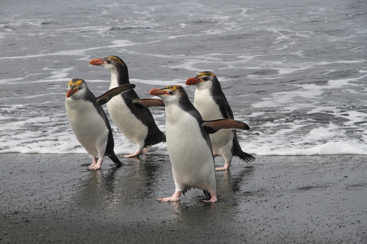 Royal Penguin - ML644519419