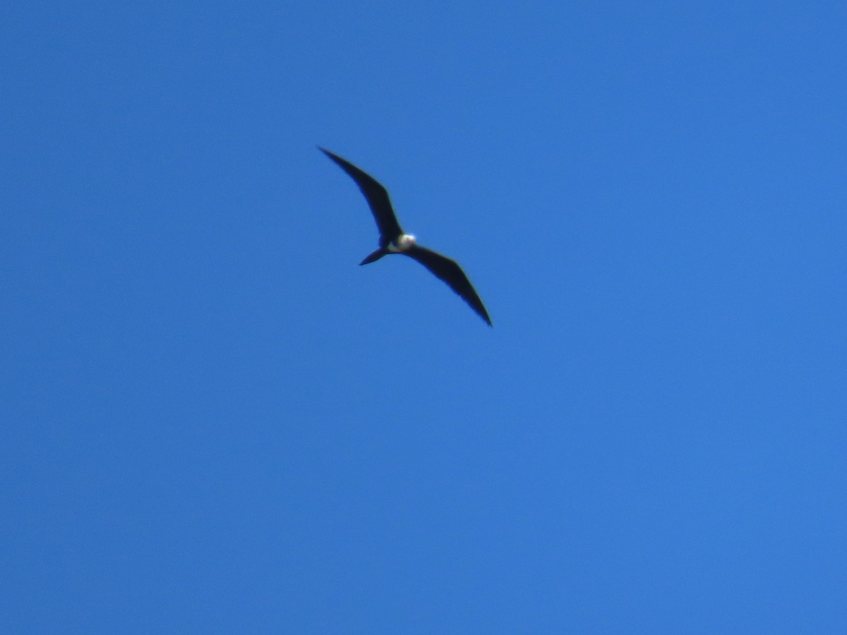 Magnificent Frigatebird - ML644519421