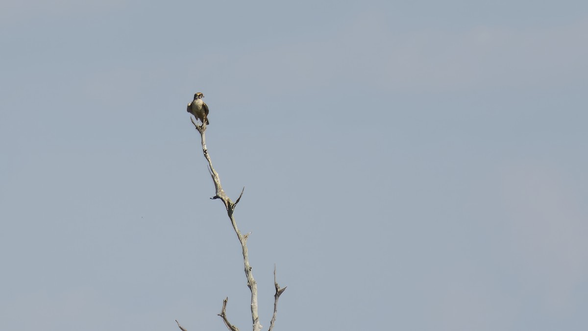 Brown Falcon - ML644519423