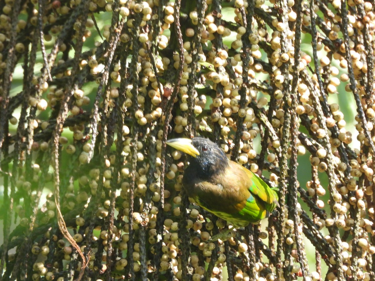 Great Barbet - ML644519424