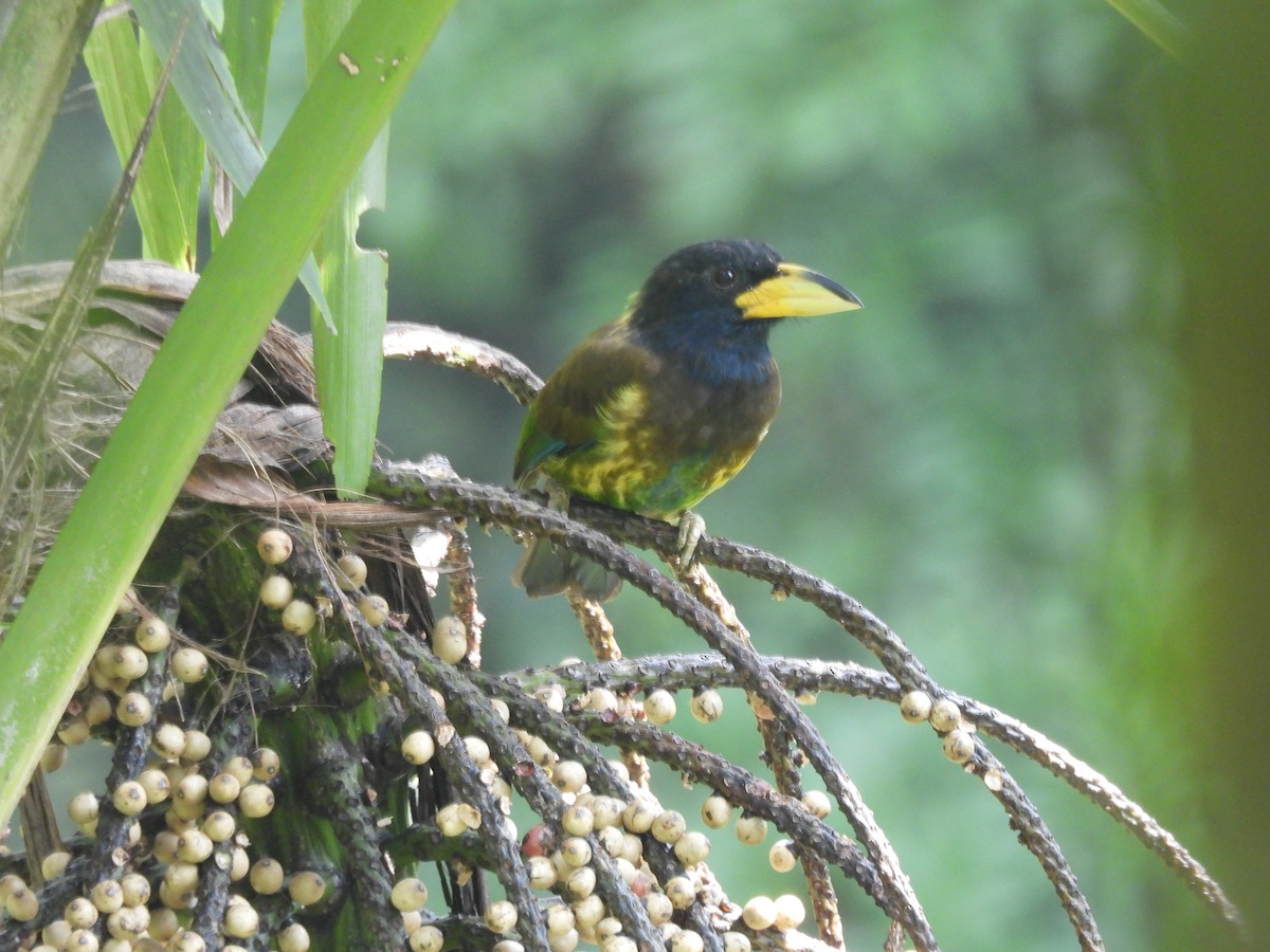 Great Barbet - ML644519425