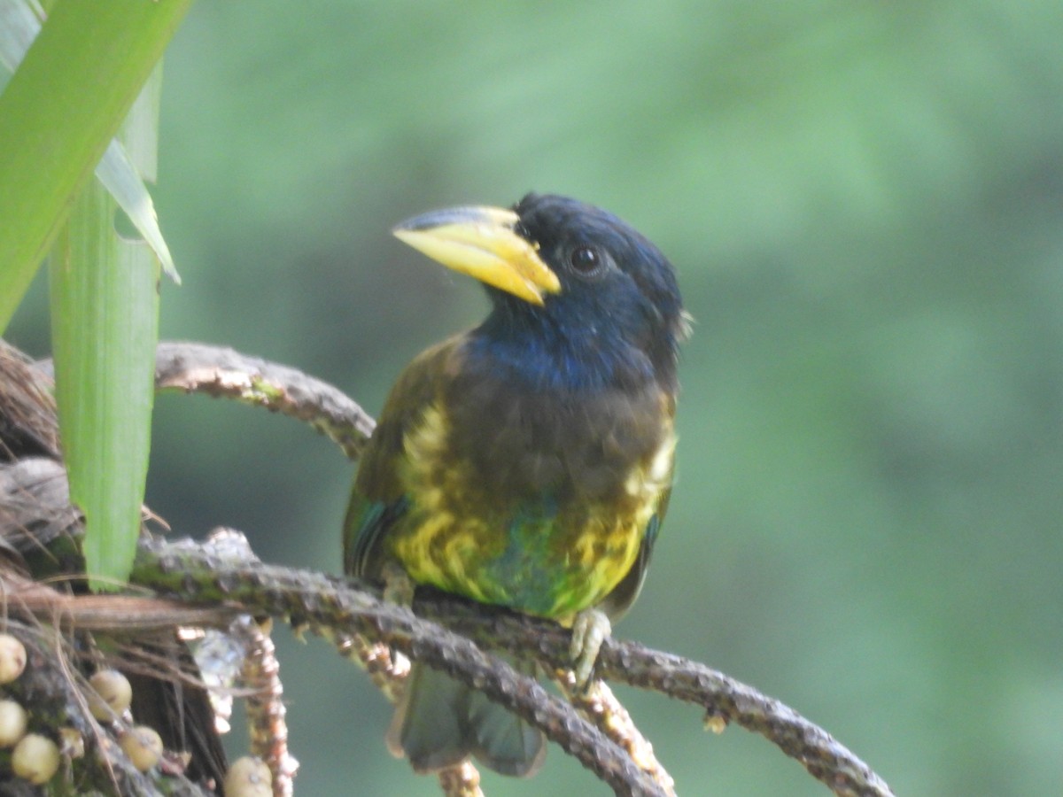 Great Barbet - ML644519426