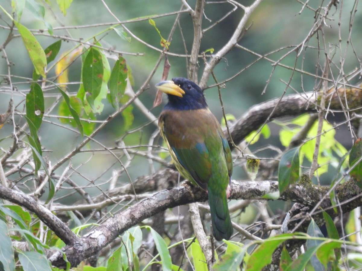 Great Barbet - ML644519427