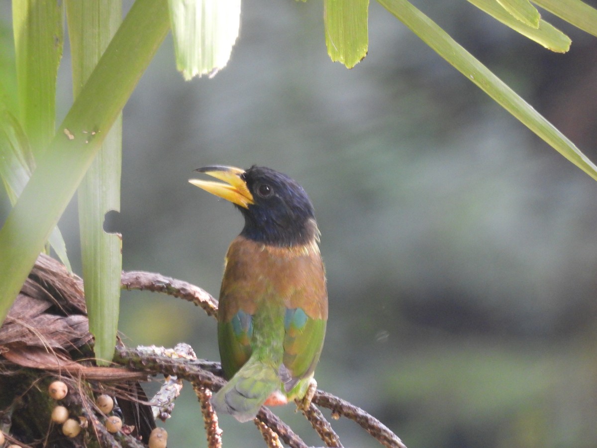 Great Barbet - ML644519428