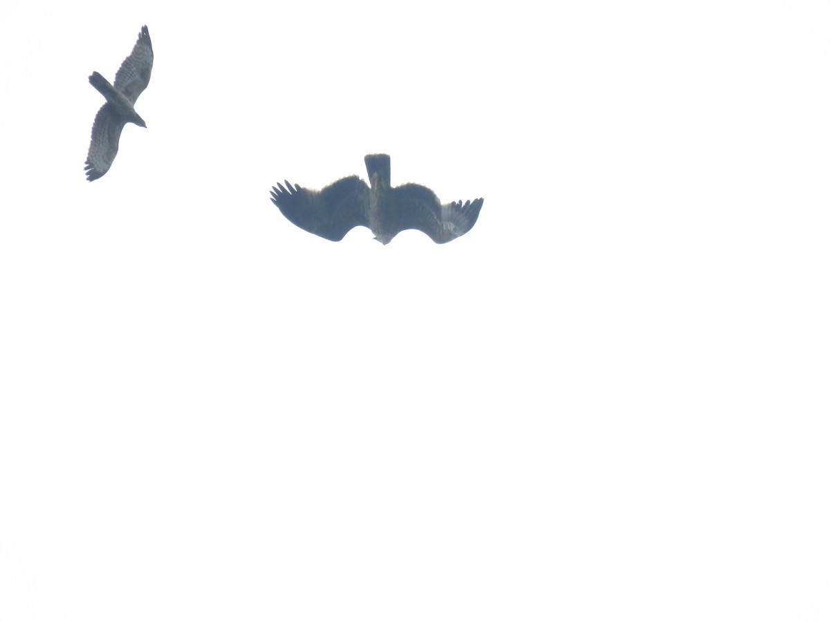 Imperial Eagle - ML644519432