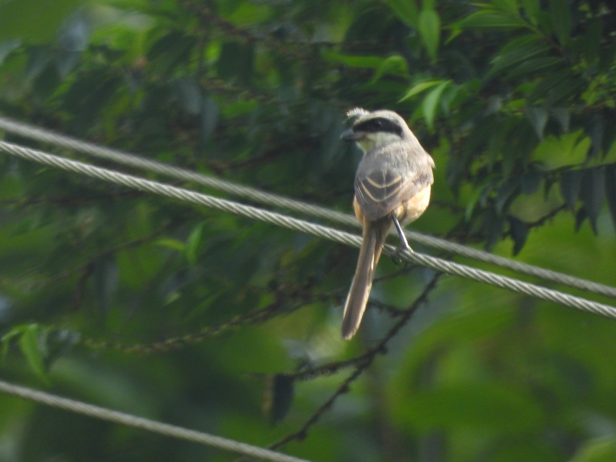 Gray-backed Shrike - ML644519434