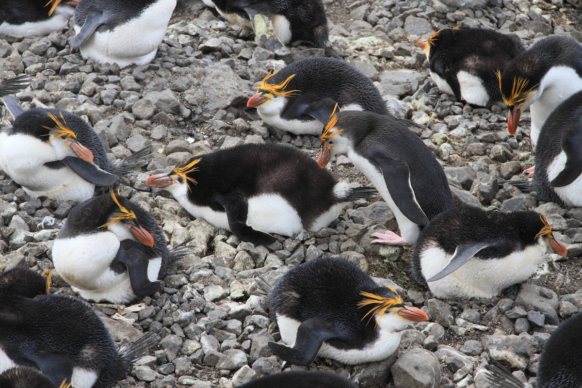 Royal Penguin - ML644519445