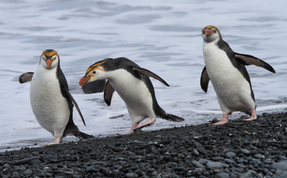 Royal Penguin - ML644519447