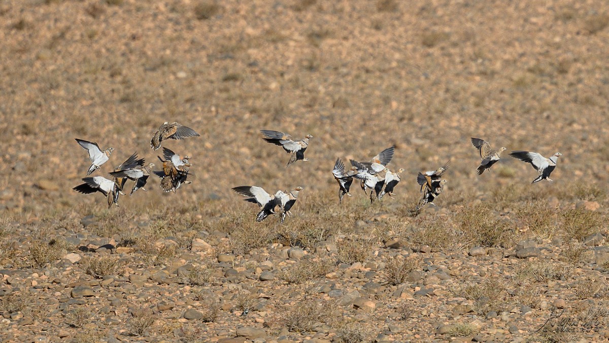 Ganga unibande - ML644519452