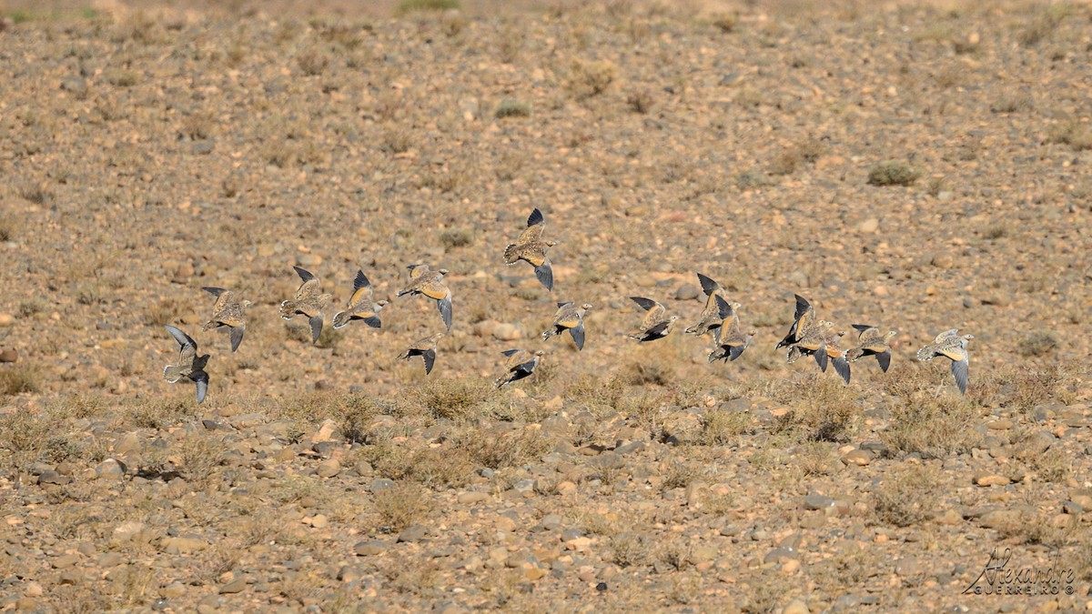 Ganga unibande - ML644519453