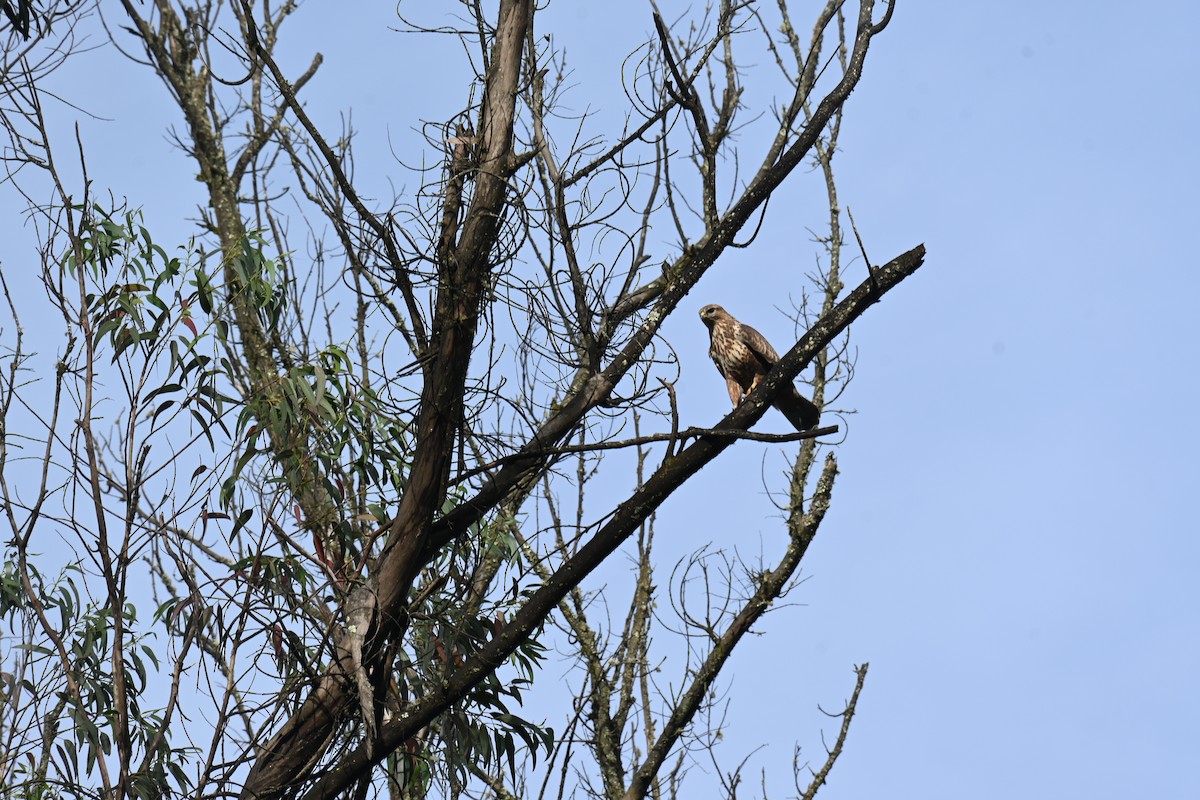 Common Buzzard - ML644519456