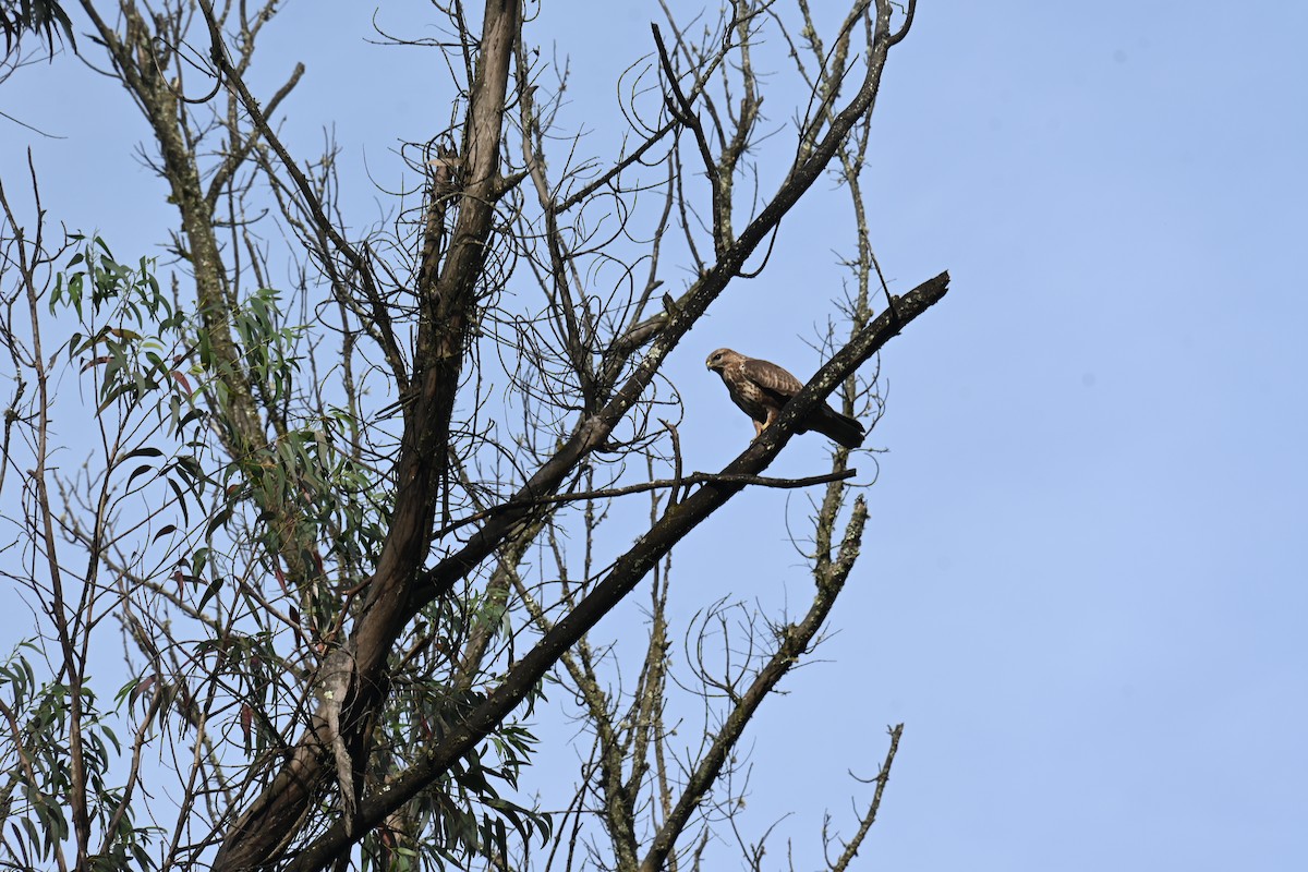 Common Buzzard - ML644519457
