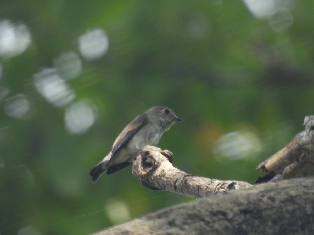 Dark-sided Flycatcher - ML644519459