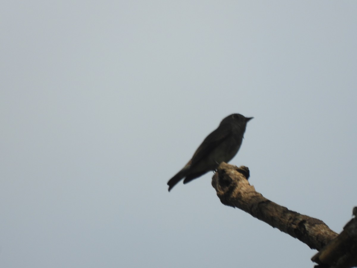 Dark-sided Flycatcher - ML644519460