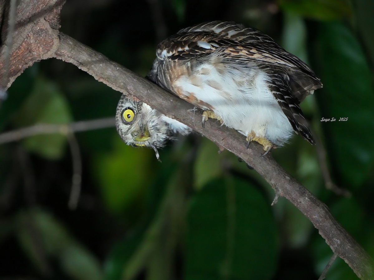Asian Barred Owlet - ML644519462