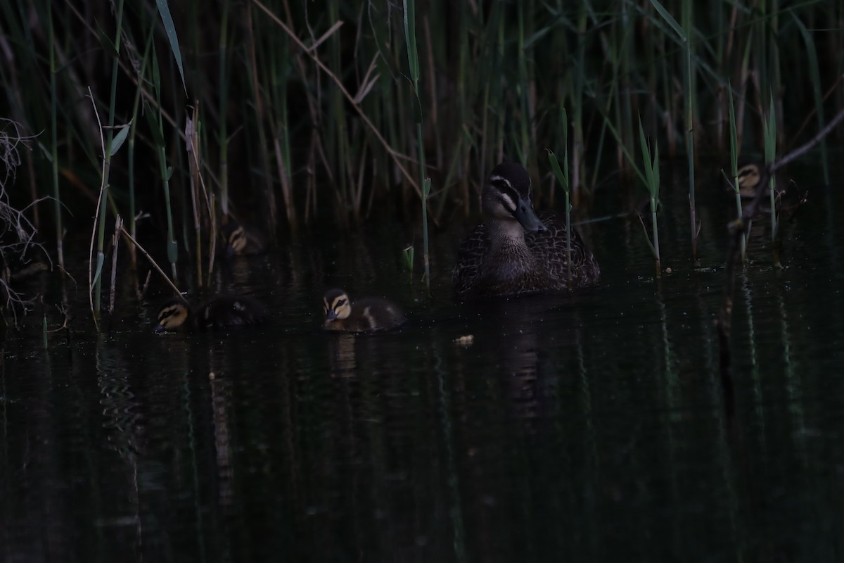 マミジロカルガモ - ML644519463