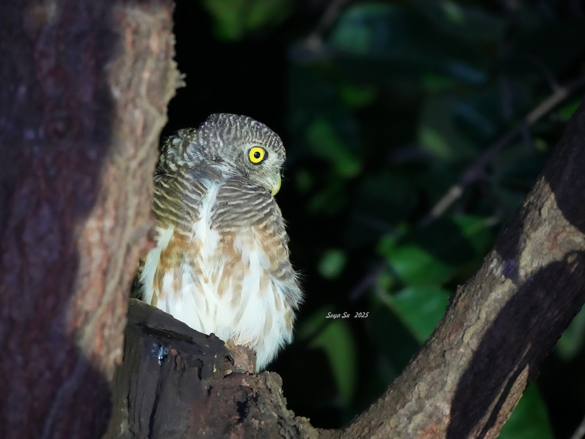 Asian Barred Owlet - ML644519464