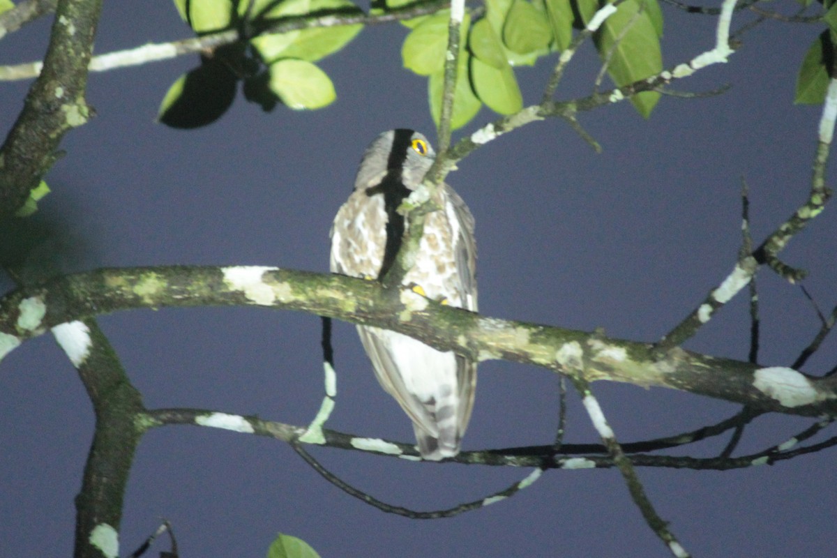 Brown Boobook - ML644519465