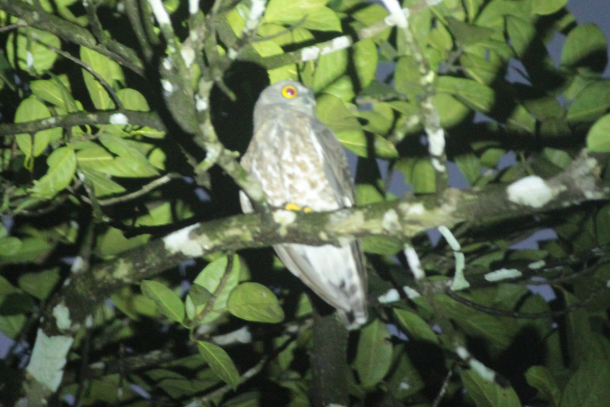 Brown Boobook - ML644519466